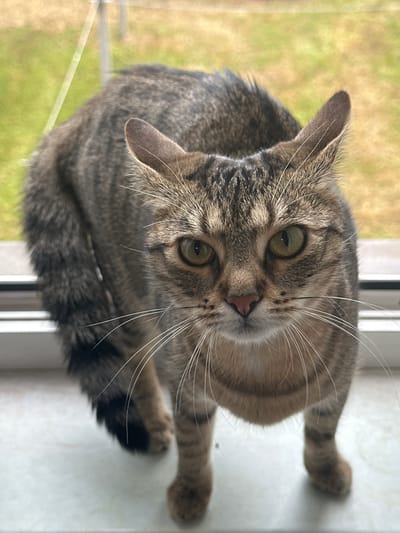 A tabby cat with green eyes and white whiskers is perched on a white windowsill, looking directly at the camera. The cat's fur is a mix of brown, gray, and black stripes. Its tail is curled to its left. In the background, blurred green and brown foliage is visible, suggesting an outdoor environment. The scene appears to be indoors, possibly in a residence in Bad Blankenburg, Germany, as the cat is situated on a windowsill that overlooks a garden or natural area. The lighting is natural, coming from the window. There are no people or other animals visible in the image. The focus is entirely on the cat.