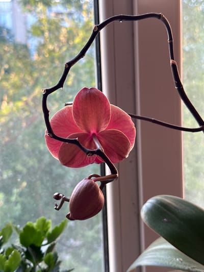 A close-up, low-angle shot captures a single pink orchid flower and a closed bud on a dark, thin stem. The orchid is backlit by sunlight filtering through a window, illuminating the delicate veins and translucent quality of its petals. The stem is dry and brittle, with several nodes visible where it has branched or previously held flowers. A closed, brown bud hangs from a side stem, with a small, immature bud or developing aerial root extending from it. In the background, the blurred view through the window shows a soft focus of green foliage and hints of distant structures, suggesting an urban or suburban setting. To the right, a portion of a glossy, dark green orchid leaf is visible, slightly out of focus. In the lower left corner, a cluster of small green leaves from another plant is also present. The overall scene suggests an indoor plant placement near a window with natural light. The image does not contain any elements that would allow for precise localization to Podilsk, Ukraine, or any specific city.