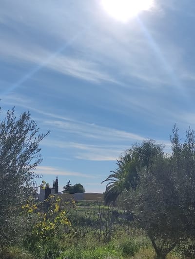 The image presents a sunlit rural landscape in Torre Pacheco, Spain. The upper half of the frame is dominated by a clear blue sky exhibiting thin, elongated white cloud formations. The sun is intensely bright in the upper right quadrant, producing prominent lens flares. The foreground is densely vegetated with olive trees, visible on the left and right edges, and various other shrubs and lighter green ground cover. The midground features an expanse of arid, sparse greenery and earth, behind which a low, light yellow-brown wall or structure extends horizontally. A large palm tree with dark green fronds rises in the midground, right of center, positioned behind the wall. In the distant background, centered slightly to the left, two dark, pointed spires of a building, likely a church, are visible against the sky, flanked by dark green trees and additional subtle structures. No people or specific actions are depicted.