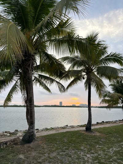 Two palm trees stand in the foreground of an image depicting a waterfront scene at sunset. The palm trees are tall and slender with large fronds. The left palm tree is closer to the viewer and leans slightly to the right. The right palm tree is further back and stands upright. Behind the palm trees, a body of water stretches to the horizon, with a city skyline visible in the distance. The sky is cloudy with a warm glow of sunset colors peeking through. The environment appears to be a park or recreational area, with grass and rocks lining the waterfront. The location is Bal Harbour Village, United States of America.