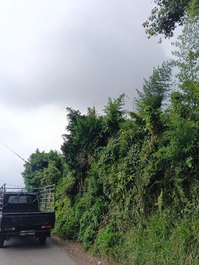The image displays a roadside scene in Uato Carabar, Timor-Leste, under an overcast sky. A dark-colored pickup truck is positioned on the left side of a paved road, viewed from its rear-left aspect. The truck's bed is equipped with a tall, open-cage metal frame. The road surface is dark gray asphalt. To the right of the road, a dense, green embankment of various plants, including broadleaf foliage, ferns, and bamboo-like stalks, rises steeply. Thin utility wires are visible extending diagonally across the upper-left portion of the frame. No individuals or active interactions are depicted.