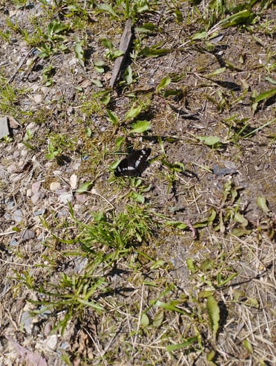 A black butterfly with white markings on its wings rests on dry soil and sparse green vegetation. The butterfly is positioned centrally in the frame. The ground is a mix of dirt, small pebbles, and dry grass. Some green plants, appearing to be weeds or young grass, are scattered across the scene. A small piece of weathered wood lies in the upper right quadrant of the image. The environment suggests an outdoor, natural setting, possibly a path or uncultivated area in the city of Shiryaevo (Ilinsky), Russia.