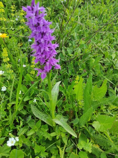 The image displays a close-up view of a purple orchid in a meadow. The orchid is the dominant subject, with its spike of vibrant purple flowers extending vertically. Its leaves are broad and have dark spots. The surrounding environment is a dense field of various green plants, grasses, and small wildflowers. Notably, there are small yellow flowers and delicate white flowers scattered among the greenery. The lighting suggests an outdoor setting, likely during daylight hours. No people or man-made structures are visible. The scene appears to be a natural landscape, possibly a field or meadow.