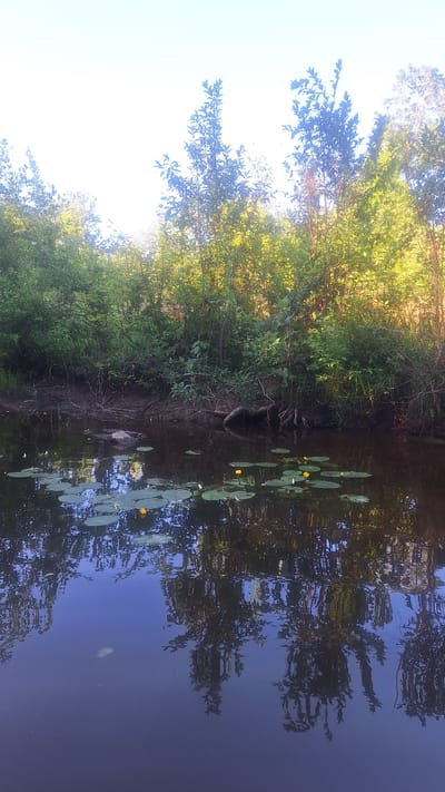 This is a vertical, wide-angle, and somewhat distorted photograph of a natural scene at Mazpīrāgi, Latvia. The image is dominated by lush green foliage and a dark body of water, likely a river or pond. The time of day appears to be daytime, possibly late afternoon, given the bright sunlight illuminating the trees on the left and casting reflections on the water.
The left side of the image features dense green trees and shrubs with sunlight filtering through their leaves, creating a bright and airy effect. The trees are tall and varied in shape, with some branches reaching out towards the sky.
The right side of the image is taken up by the dark, reflective water. The water's surface is disturbed by ripples, creating abstract reflections of the trees and sky. Scattered across the water are lily pads and a few small yellow flowers, indicating a freshwater environment. There's a distinct reflection of a tree with dark branches and foliage on the right side of the water.
In the middle ground, along the edge of the water and embankment, there's a dark, roughly oval-shaped object partially submerged in the water, which appears to be a beaver or muskrat. Another, lighter-colored object, also appearing to be an animal, is visible further down the embankment. The embankment itself is muddy and overgrown with roots and small plants.
The overall mood of the photograph is peaceful and serene, highlighting the beauty of nature. There is no visible text in the image. The distortion in the image, particularly with the reflections, suggests it might have been taken with a wide-angle lens or a fisheye lens.