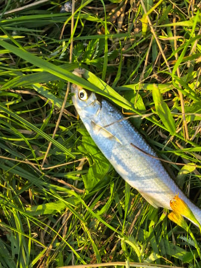 A dead fish is lying on the grass. The fish is silvery with a yellowish tail fin. Green grass and some yellow flowers surround the fish. The scene appears to be outdoors during daylight. The location is not specified in the image.
