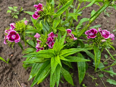 In Gardamas, Lithuania, a close-up, high-angle shot captures a cluster of vibrant pink and deep magenta flowers with serrated petals, glistening with water droplets. The flowers, possibly Dianthus barbatus or Sweet William, are nestled amongst lush, green foliage also speckled with raindrops. The surrounding environment is rich, dark soil, with a few out-of-focus green sprouts and dry leaves visible in the background, suggesting a garden or natural outdoor setting after a rainfall.