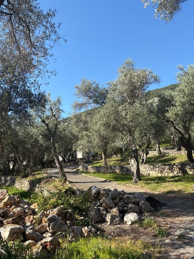 The image depicts a road running between stone walls and olive trees in Bratica - Braticë, Montenegro. The road surface appears paved. Stone walls border the road on either side, with grass and some overgrowth present. Olive trees line the road, casting shadows on the walls and pavement. A mountain is visible in the background under a clear blue sky. No people are visible in the frame. A pile of rocks sits along the edge of the road on the right.