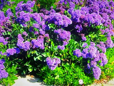 This is a close-up, eye-level, outdoor shot of a dense cluster of vibrant purple flowers, possibly heliotrope or statice, in full bloom. The flowers are small and clustered together, forming fluffy plumes that create a rich texture. They are set against a backdrop of bright green foliage, which is slightly out of focus in places, emphasizing the flowers. Sunlight illuminates the scene, highlighting the saturation of the purple blooms and creating soft shadows among the leaves. The ground appears to be a light-colored path or walkway, with some shadow patterns suggesting a sunny day. A single white flower with many petals is visible in the lower right quadrant, adding a contrasting element to the dominant purple. The overall impression is one of abundance and natural beauty, likely captured in a garden or natural landscape. No people, text, or specific identifiable objects are present beyond the plant life. The time of day appears to be daytime, given the bright lighting and shadows, and the weather is likely clear and sunny. The location context of Shakhovskaya, Russia, suggests a temperate climate where such flowers would bloom.