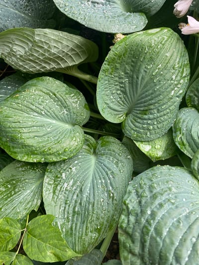 The media file is a close-up photograph of several large, green hosta leaves covered in water droplets. The leaves are the primary subject, showcasing their ribbed texture and the way the water glistens on their surface. Some of the leaves are partially obscured by others, creating a layered effect. In the upper left corner, there are a few delicate white flowers and some pale green buds, suggesting the plant is in bloom.
The scene is a natural setting, likely a garden, given the presence of hosta plants and flowers. The water droplets indicate recent rain or dew, suggesting it is either early morning or a damp day. There are no people or man-made objects visible in the frame, emphasizing the focus on the natural beauty of the plants. The lighting appears to be soft and diffused, consistent with overcast weather or shade. The image conveys a sense of freshness and tranquility, highlighting the intricate details of the plant's foliage after a rain. The location context provided is Pointe-Claire, Canada, which offers a general geographical setting for this garden scene. There is no visible text in the media file.