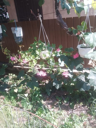 The image depicts a close-up view of a garden area in Fanchykovo, Ukraine. The foreground is partially obscured by a rusty metal fence. The middle ground features a variety of plants, including leafy green vines and several clusters of small, pink flowers. Some of the plants are growing in hanging planters, one of which is white and appears to be made of plastic, suspended by white cords. Another hanging object, a repurposed plastic bottle, is also visible, with a blue string holding it. The background shows a wooden fence with vertical planks, and beyond that, a dark-colored door and part of a building. The overall scene is set outdoors, with sunlight casting shadows on the vegetation and ground.