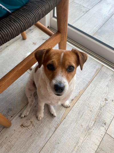 The image shows a small, tan and white dog sitting on a light-colored tiled floor. The dog is looking directly at the camera. The dog is sitting under a wooden chair with a black woven seat. The image was taken in Punta Hermosa, Peru. The coordinates provided are -12.326, -76.834. The floor is light brown with some darker streaks and markings. There is a large, open window to the right of the dog with a dark gray frame. The dog is approximately 20 inches tall from paw to the top of its head and the chair is approximately 30 inches tall. The dog's tail is out of the frame. The scene is indoors. The dog appears to be sitting quietly.