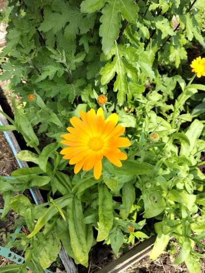 An overhead, eye-level, medium shot captures a cluster of bright orange marigold flowers and their accompanying green foliage in Pol'tso, Russia. The central focus is a fully bloomed marigold with numerous petals radiating from its center. Several marigold buds, some partially open, are scattered throughout the frame, hinting at future blooms. The leaves are a vibrant green, with some showing signs of yellowing. The background consists of more dense green foliage, suggesting a garden setting. The ground beneath is visible in patches, appearing as dark soil with some dried organic matter. The overall scene is bathed in natural sunlight, creating a bright and lively outdoor environment.