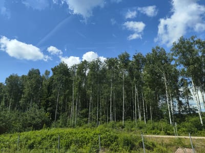 In the city of Katlakalns, Latvia, a dense forest of deciduous trees, primarily birch trees with their distinctive white bark, stands tall against a bright blue sky dotted with fluffy white clouds. The trees are densely packed, forming a wall of green foliage that stretches across the frame. In the foreground, a lush, vibrant green undergrowth of bushes and ferns covers the landscape, with a wire fence running horizontally across the lower portion of the image, separating it from a dirt path. The overall scene depicts a serene, natural environment under a clear, sunny sky.
