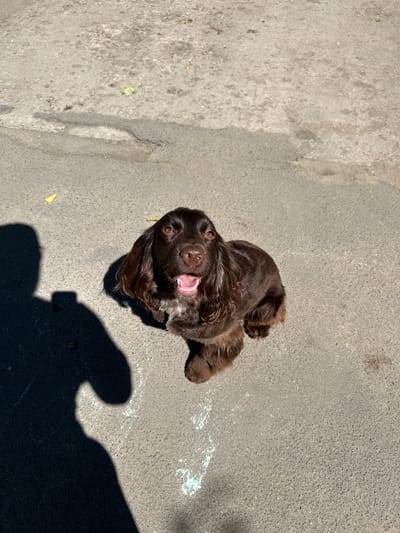 A medium shot, taken from a high angle, shows a dark brown cocker spaniel sitting on a grey asphalt surface. The dog is facing the camera with its mouth open, panting slightly. Its ears are long and floppy, and its tail is not visible. The ground is speckled with small stones and there are a few scattered leaves. To the left of the dog, a dark shadow of a person holding a phone is cast on the ground. The shadow extends towards the bottom left corner of the frame. The lighting suggests it is daytime, with strong sunlight creating the shadow. The scene appears to be an outdoor public space, possibly a sidewalk or street in Podilsk, Ukraine, indicated by the texture of the asphalt and the presence of urban elements like the shadow. There are no other visible people or animals in the frame.
