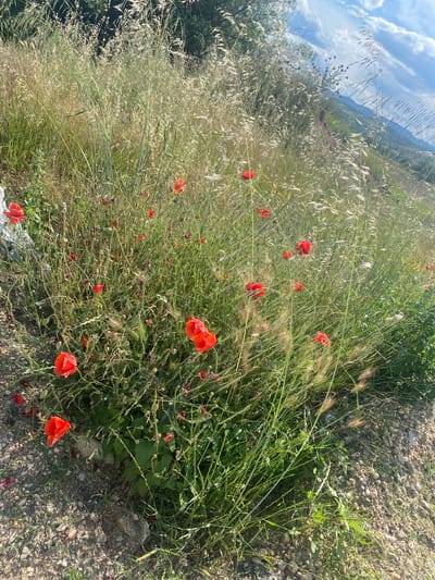 This is a close-up, eye-level shot of a patch of wild poppies in Belo Pole, Bulgaria. The poppies, with their vibrant red petals, are interspersed with tall, dry grasses and green foliage. The ground is covered with small stones and pebbles. In the background, a blurry hillside with green trees is visible under a bright blue sky with scattered white clouds. The scene suggests a natural, untamed landscape.
