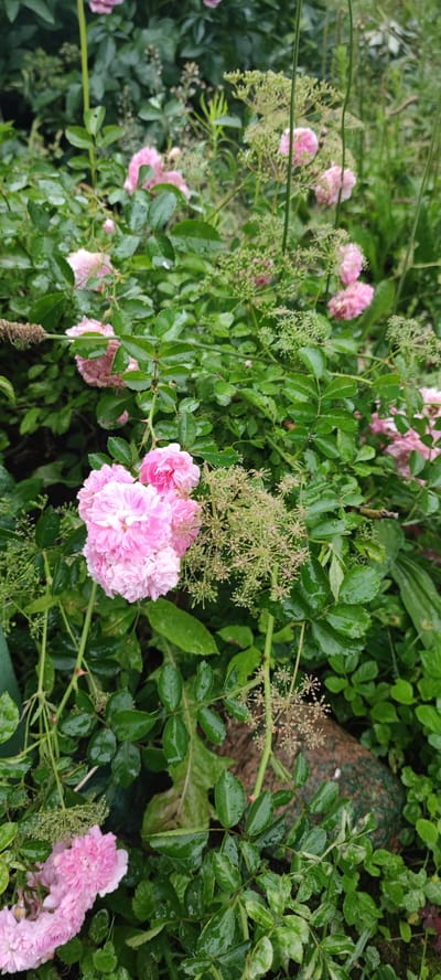 A vertical shot captures a cluster of pink roses and green foliage, suggesting a garden setting in the rural municipality of Пацейкаўскі сельскі Савет, Belarus. The roses are a vibrant pink, with many delicate petals. The surrounding leaves are a deep green, some appearing wet, possibly from rain, and have a glossy sheen. Scattered amongst the roses are smaller, airy clusters of pale green flowers or seed heads, adding texture and contrast. The background is filled with more greenery, creating a lush and natural environment.