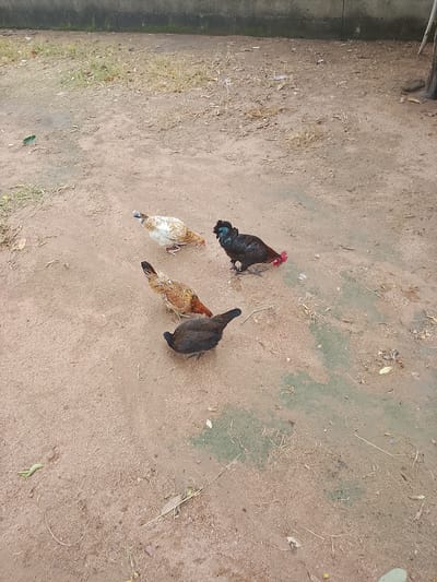 Four chickens are visible in the image, situated on a dirt ground. One chicken, predominantly white with brown markings, is pecking at the ground. Another chicken, mostly brown with lighter brown and white accents, is also foraging. A third chicken, entirely dark brown or black, is positioned lower in the frame and appears to be moving. The fourth chicken, a rooster, is the most colorful, featuring black and dark iridescent feathers with a bright red comb and wattle, and a red tail feather. This rooster is also pecking at the ground. The environment appears to be an outdoor area with sparse dry grass and some scattered leaves and debris on the dirt. A concrete structure is visible in the background. The image was taken in Barikin Sibre, Nigeria.