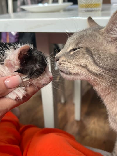 A close-up, eye-level shot captures a moment of tender interaction between a mother cat and her newborn kitten. The mother cat, a tabby with grey fur and dark stripes, is positioned on the right side of the frame. Her eyes are partially closed, suggesting a calm and gentle demeanor as she looks towards the kitten. Her whiskers are prominent, and her ears are perked slightly.

On the left, a human hand, adorned with a light pink polished fingernail, gently cradles the tiny kitten. The kitten appears to be very young, with its fur wet and matted, showing patches of black and white. Its eyes are closed, and its small pink nose is visible. The kitten's ears are small and delicate. The background is softly blurred, but hints of indoor furniture and flooring are discernible, suggesting a domestic setting. The overall mood of the image is one of maternal care and vulnerability. The scene is set in a domestic environment within the city of Kubanskii, Russia.