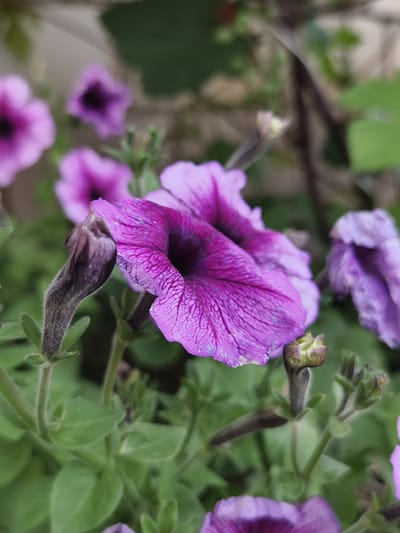 The image is a close-up, outdoor shot of purple petunias in what appears to be a garden or planter. The main subject is a large, open petunia flower in the foreground, with delicate purple petals showing intricate veining and some water droplets. To the left of this flower, there is a dried, wilting petunia bloom with a fuzzy stem. In the background, other blurred purple petunia flowers and green foliage are visible. The lighting suggests it is daytime, possibly overcast or in shade, given the soft, diffused light. There are no people or animals present. The image does not provide any information to determine its location in Семилетка, Russia.