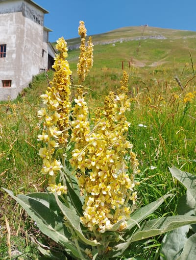 The image depicts a close-up view of a tall plant with numerous small yellow flowers, likely a mullein, in a meadow. The plant has large, fuzzy green leaves at its base. In the background, a weathered, light-colored building with red-trimmed windows stands on a grassy slope. Further up the slope, a clear blue sky is visible, and what appears to be a ski lift or similar structure is present on a distant hilltop. The environment suggests a mountainous or rural setting. The location is identified as Micigliano, Italy. There are no people or animals visible in the image. The lighting indicates it is daytime, with bright sunlight casting shadows.