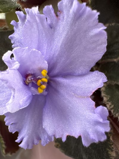 This is a close-up, high-angle, macro photograph of a single, light purple African violet flower. The flower has ruffled, velvety petals that appear to have a fine, sparkling texture. The center of the flower contains yellow stamens. The background is out of focus and consists of dark green leaves with reddish-brown stems and hints of muted brown and green. The image shows no people, actions, or interactions. The location is Bratsk, Russia, though the image does not contain any contextual visual cues to confirm this specific location.