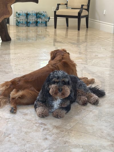 Two dogs are resting on a polished tiled floor. The dog in the foreground is a black and brown poodle mix with curly fur. The dog in the background is a golden retriever with long, wavy brown fur. In the background, there is a stack of bottled water, a chair, and a wooden table leg. The overall scene suggests an indoor setting, possibly a home in Pinecrest, Florida. The lighting is bright, and the room appears spacious and well-maintained.