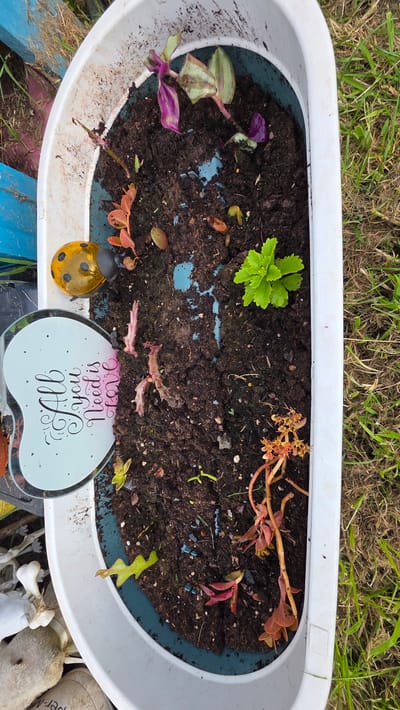 A high-angle, close-up shot shows a white planter filled with dark soil and various small plants and debris. The plants appear to be in different stages of growth and health, with some showing vibrant green and purple leaves, while others have dry, brown, or reddish-pink stems and leaves. Among the plants, there are small brown seed-like objects and some blue fragments scattered in the soil. A decorative, yellow ladybug figurine sits on the edge of the planter, its body glossy and spotted with black. To the right of the ladybug, a heart-shaped mirrored plaque is propped up, displaying text in an elegant script. The text on the plaque reads "All you need is love" in shades of pink and white against the mirrored surface. The planter itself is made of white plastic and has a blue inner rim. It is placed outdoors, with green grass visible in the background, suggesting a garden or yard setting. The lighting is natural, indicating daytime. The overall scene conveys a sense of gardening or an outdoor decorative arrangement.