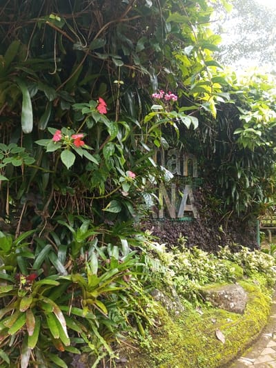 The image depicts an outdoor, heavily vegetated scene in the city of Kanand, India. In the foreground, a moss-covered, irregular stone barrier or planter curves from left to the lower right, where a paved path is partially visible. Clusters of various green plants, including bromeliads, grow along the base of this structure. The midground is dominated by a dense, vertical wall of diverse green foliage, comprising large leaves, vines, and smaller plants. Several bright red flowers and clusters of small pink flowers are interspersed throughout this vegetation. Partially obscured by the foliage, a sign with metallic or reflective letters is visible, displaying "an" above "NA." The background consists of additional dense green plant life under a bright, possibly overcast, sky. No individuals are present in the frame.