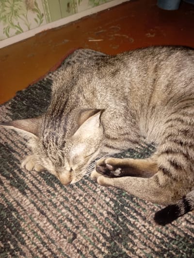 A tabby cat is sleeping curled up on a patterned rug. The cat is predominantly gray with dark brown stripes. Its eyes are closed, and its head is resting on its paws. The rug has a pattern of brown, beige, and green diagonal stripes. In the background, a wooden floor is visible, as well as a wall with floral wallpaper. The scene appears to be indoors, possibly in a residential setting. No specific location in the city of Termez, Uzbekistan can be determined from the image.