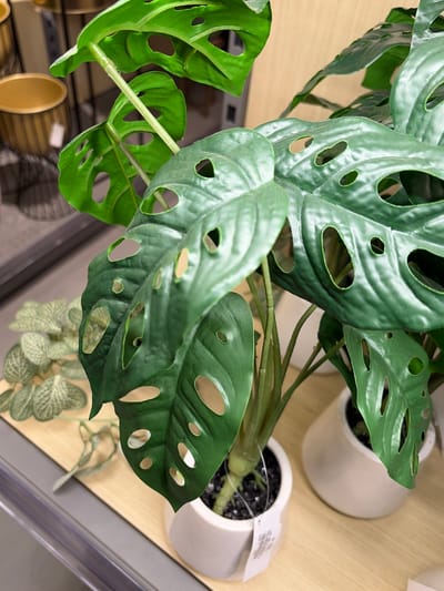 This media file is a close-up, overhead shot of a Monstera adansonii plant, also known as the Swiss cheese plant, in two white pots. The plant features characteristic heart-shaped leaves with prominent holes, allowing light to pass through them. The leaves are a deep green with a slightly glossy finish, and the stems are a lighter green. One pot is slightly out of focus in the background, while the other is more in focus in the foreground, showing the dark soil. The plants are resting on a light-colored wooden surface. A small white tag is attached to the stem of the foreground plant, but the text is not legible. In the lower right corner of the image, a blurry detail of another light green plant with textured leaves can be seen. The overall lighting suggests an indoor setting, likely a store or home, with natural light coming from the side. There are no people visible in the image.