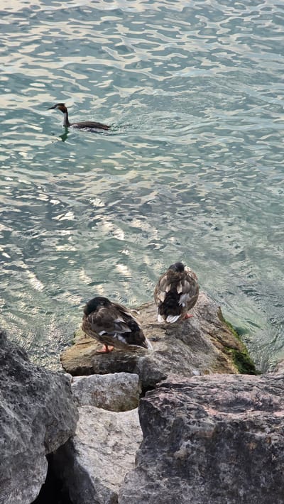 This media file shows a body of clear, rippling water with a rocky shoreline. On the shore, two ducks are resting, with their heads tucked down. Their plumage is a mix of brown, white, and black. In the water, a third bird is diving, with its head and neck submerged and its body angled towards the water. This bird appears to be a grebe, with distinct markings on its head and neck. The water is a light blue-green color and reflects the sunlight, creating a shimmering effect. The rocks are rough and varied in color, ranging from light gray to dark gray and brown, with some patches of green moss. The scene is set in an outdoor environment, likely a lake or river. The lighting suggests it is daytime, possibly late morning or early afternoon, given the bright reflections on the water. The presence of ducks and a grebe indicates a natural habitat. There is no visible text in the image.
