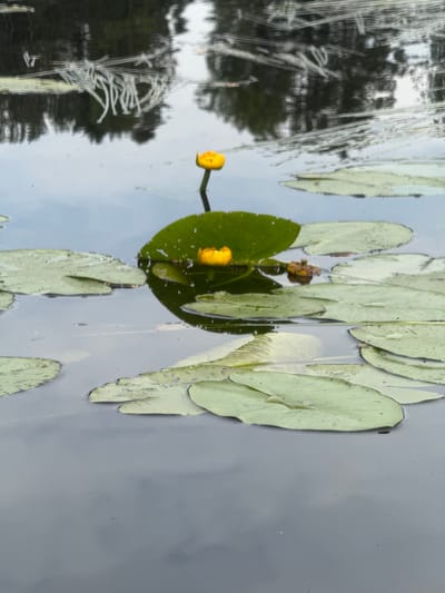 A serene water body, likely a pond or a calm river, is captured in Mesliki, Russia, featuring lily pads and yellow water lilies. The water reflects the overcast sky and the shadowy outlines of trees, creating a muted, tranquil atmosphere. The foreground is dominated by large, flat lily pads, some submerged and others floating on the surface, their green surfaces textured with veins. Two vibrant yellow water lilies, with their petals tightly closed or partially open, rise from the water on slender stems. One lily is more prominent, with a large lily pad serving as a backdrop. The surface of the water is disturbed by faint ripples and reflections, hinting at a gentle breeze or subtle underwater movement. In the upper portion of the image, the reflections of trees are distorted and elongated, appearing as dark, abstract shapes against a lighter, cloudy sky. The overall impression is one of natural beauty and quietude, a typical scene found in the natural landscapes of Mesliki.