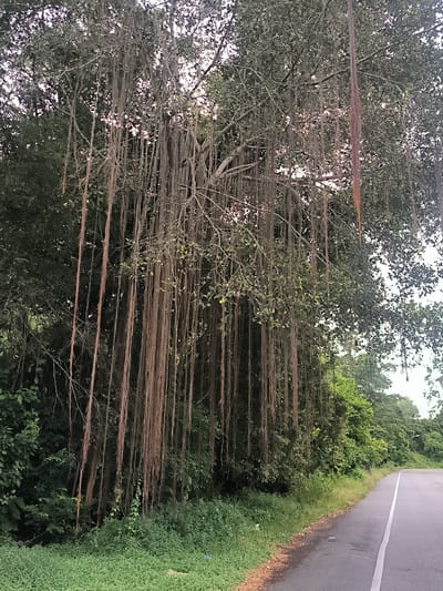 The image captures a static, natural scene dominated by a large, mature tree with an extensive network of aerial roots. These numerous, long, brown roots hang densely from the tree's branches, creating a curtain-like effect that extends downwards towards the ground. The tree itself is covered in a thick canopy of dark green leaves, suggesting lush, abundant foliage.
To the right of the tree, a paved asphalt road curves gently into the distance. A continuous white line marks the edge of the road, separating it from a narrow strip of green grass and scattered dry leaves. Beyond this strip, the dense vegetation of the forest or jungle continues, forming a green wall along the roadside.
The setting is an outdoor, natural environment, likely tropical or subtropical, given the type of tree (resembling a banyan or similar fig species with prominent aerial roots) and the density of the surrounding foliage. The location context provided is Lamtamot, Indonesia, which aligns with this environment.
The time of day is daytime, with ambient light filtering through the tree canopy, illuminating the scene. The light appears diffused, possibly indicating an overcast sky or the sun being obscured by the dense foliage. There are no people, animals, or vehicles visible in the frame, and no discernible activity is taking place. No visible text is present in the image. The scene conveys a sense of untouched nature and the impressive scale of tropical plant life.