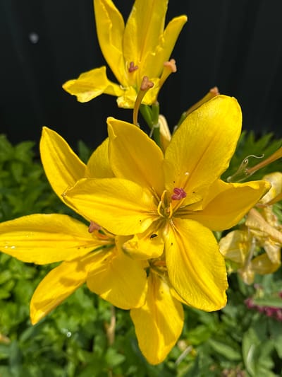 A close-up, low-angle shot captures a cluster of bright yellow lilies against a dark, out-of-focus background. The lilies are in various stages of bloom, with some fully open and others partially closed. The petals are delicate and vibrant, with subtle variations in shade and texture. Tiny specks of pollen are visible on the anthers, which are tipped with a reddish-purple hue. A small black insect can be seen on one of the petals. The leaves of the plant are a deep green and are also out of focus, creating a bokeh effect. The overall impression is one of natural beauty and delicate detail. The location is the city of Izobilnyy, Russia.