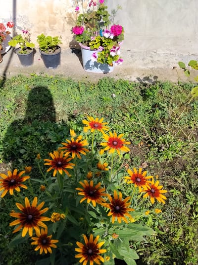 In Oghuz, Azerbaijan, a ground-level shot captures a patch of garden with several plants in pots situated against a stucco wall. The wall, weathered and textured, provides a neutral backdrop. To the left, in dark plastic pots, are two small green plants, while a larger, light-colored pot to the right contains blooming pink and white flowers. In the foreground, a cluster of Black-eyed Susans with yellow petals and dark centers are in bloom. The ground is covered in a mix of green grass and soil. A shadow, presumably cast by a person, falls across the grassy area to the left, indicating the presence of a viewer or photographer. The scene is illuminated by bright sunlight, creating distinct shadows and highlighting the vibrant colors of the flowers.