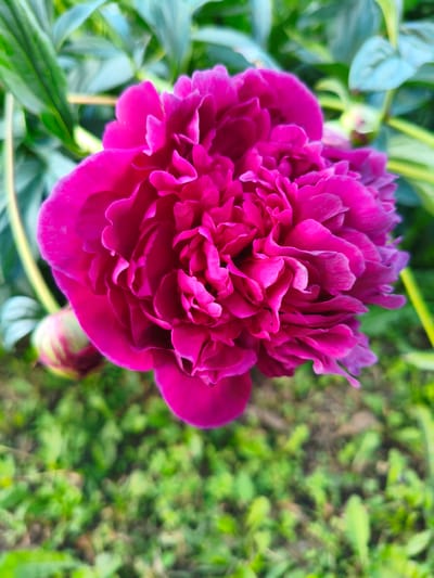 A close-up, vertical, eye-level shot captures a vibrant magenta peony bloom in full efflorescence. The flower's numerous ruffled petals dominate the frame, their edges tinged with a lighter pink and purple. The bloom is centered against a blurred background of lush green foliage, suggesting an outdoor setting. To the left of the flower, a single, unopened peony bud, partially obscured by leaves, shows hints of magenta and green. The ground beneath the plant is a soft-focus carpet of green grass and soil. The lighting is natural and diffused, highlighting the peony's rich color and intricate texture. The image does not contain any people or specific city landmarks, therefore, its location in Мунайка, Russia, cannot be determined from the visual information alone.