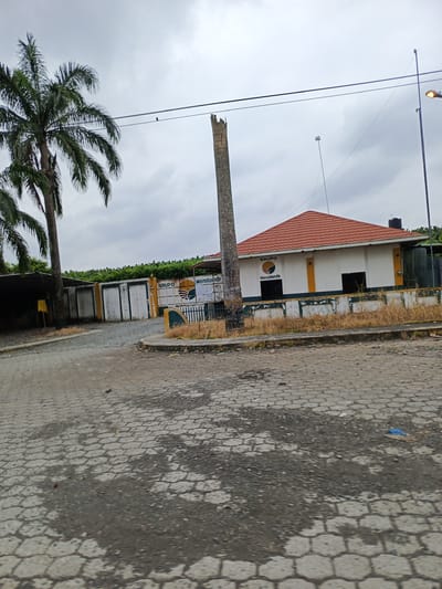 The image presents a street scene in Quevedo, Ecuador, under an overcast sky. The foreground is dominated by a paved road showing signs of wear and discoloration. To the left, a mature palm tree stands adjacent to a gated entrance with a building partially visible behind it. Another palm tree, truncated and without foliage, stands near the building on the right.

The building features a red-tiled roof and a white facade accented with yellow trim. "GRUPO Manobanda" is printed on the building's face. Dry vegetation borders the building. A utility pole with a street light is visible in the upper right corner, along with overhead power lines. A bird is perched on one of the wires.

The surrounding environment appears somewhat neglected, and the overall scene suggests a rural or semi-urban location.