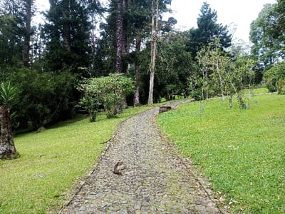 This image captures a serene outdoor landscape, likely within a botanical garden or park, in Pachmarhi, India, under an overcast sky. A winding path, constructed from irregular dark grey and moss-covered stones, originates in the foreground and recedes towards the background, curving gently to the right. The path is bordered on both sides by meticulously maintained, bright green grass. To the immediate left, a thick-trunked plant with spiky leaves is partially visible, followed by dense green bushes and tall, dark-barked trees that line the left side of the scene. On the right side of the path, several smaller trees or saplings are sparsely planted in the grass, each accompanied by small, blue-green identification markers. In the mid-ground, a single, curled, reddish-brown piece of organic debris rests centrally on the stone path. The background is dominated by a dense growth of tall, dark green trees, encompassing various species, including both conifers and broadleaf trees. No people or animals are present, and no discernible actions or interactions are taking place within the static scene.