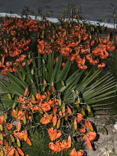 The image shows a dense cluster of vibrant orange lilies and dark green foliage, possibly in a garden setting. The lilies are in various stages of bloom, with some fully open and others still in bud. The overall impression is one of lushness and abundance. The lighting suggests it may be dusk or dawn, as shadows are present but not harsh. The background is slightly out of focus, with hints of a textured surface that could be a wall or pathway. The scene is peaceful and natural, with no human presence or explicit activity. The location context of Çolpon-Ata, Kyrgyzstan, suggests a possible outdoor setting in this region, known for its natural beauty.