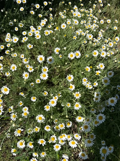 A close-up, overhead shot captures a dense field of blooming daisies in Korobivka, Ukraine. The flowers, characterized by their white petals and yellow centers, are scattered across a backdrop of green foliage. The sunlight casts shadows, creating a play of light and dark across the scene, highlighting the textures of the petals and leaves. No people or animals are visible.