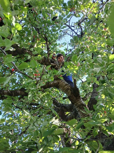 A low-angle shot looking up into the branches of a cherry tree shows a fair-skinned individual sitting in the tree. The person has dark hair, and wears a blue shirt. The tree is full of green leaves with small red cherries growing. The sky is visible in patches between the branches. The picture was taken in Svobodinovo, Bulgaria.
