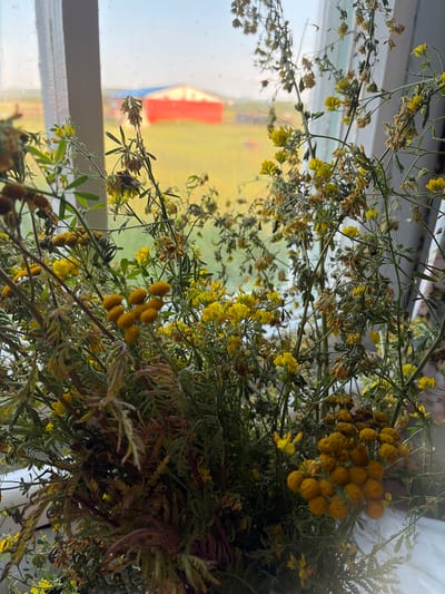The image shows a bouquet of dried wildflowers and greenery arranged in a vase, positioned in front of a window. Through the window, a rural landscape is visible, featuring a red building with a blue roof in the distance, surrounded by a yellow-green field under a hazy sky. The foreground is dominated by the bouquet, which includes numerous small yellow flowers and feathery, dry foliage in shades of green, brown, and russet. The lighting suggests it is daytime, possibly late afternoon, with soft, diffused light entering from the window. The location of Мяндиги, Russia, is mentioned in the prompt but is not discernible from the visual information in the image itself.