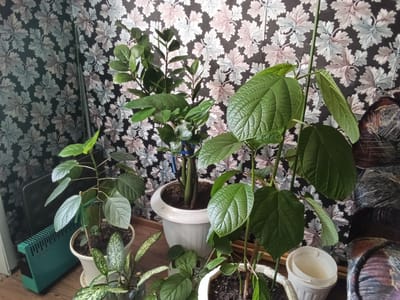 The image shows a collection of houseplants arranged indoors, against a floral patterned wallpaper. The scene appears to be a domestic setting, possibly in a residential apartment or house. There is a green electric heater on the left side of the image, and a piece of furniture, possibly a sofa or armchair, on the right. Several potted plants of varying sizes and leaf types are visible. One plant in the foreground has large, textured green leaves. Another plant, in the center, has glossy, dark green leaves. A smaller plant with variegated leaves is also present. The overall impression is one of a well-maintained indoor garden. There is no visible indication of the city of Drahichyn, Belarus.