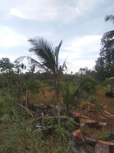 The image depicts a partially cleared area of dense vegetation, likely in a tropical or subtropical environment. In the foreground, several large tree stumps and fallen logs are visible, indicating recent logging activity. Tall, green grass and smaller plants grow around the cleared area. In the midground, a young palm tree stands prominently, with other smaller trees and bushes surrounding it. In the background, a dense forest stretches across the landscape, with a variety of trees and foliage under a cloudy sky. The overall scene suggests an area undergoing deforestation or land conversion.