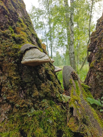 The image shows a close-up view of a moss-covered tree trunk in a forest. Two bracket fungi, commonly known as tinder conks, are attached to the trunk. One fungus is larger and more prominent, positioned on the left side of the frame. The other is smaller and partially visible behind the first. The tree bark is rough and textured, with vibrant green moss and some lichen growing on it. A fallen, moss-covered branch lies in the foreground, adding depth to the scene. In the background, out-of-focus birch trees with their distinctive white bark and green foliage suggest a daytime setting in a temperate forest. The overall impression is one of a natural, undisturbed woodland environment. The image is taken from a low angle, emphasizing the texture and scale of the tree and fungi. There is no visible text in the image.