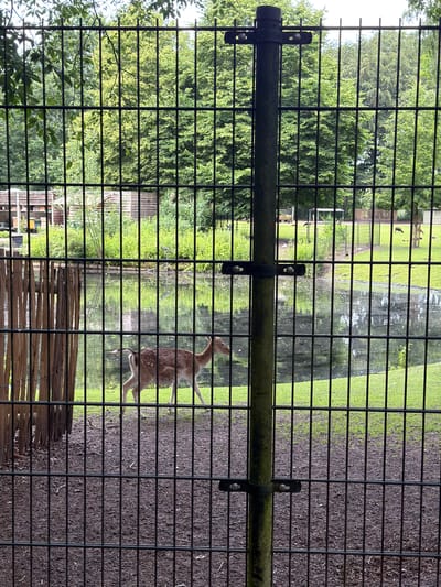 A fenced enclosure at a zoo contains a pond surrounded by green grass and trees. In the center of the enclosure, a deer with brown fur and white spots walks on the grass near the water. Wooden structures, likely animal shelters, are visible behind the pond. The fence in the foreground is made of black metal bars. The image appears to have been taken from outside the enclosure, looking in. The location is identified as the Boxtel Zoo, Netherlands.