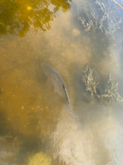 This media file shows a carp swimming in murky water. The fish is in the center of the frame, its body angled to the right. Its scales are visible, and its tail fin is spread. The water is a murky brown, with some patches of green vegetation visible on the bottom and floating on the surface. Tree reflections can be seen on the left side of the image, suggesting the photo was taken near a wooded area. The water appears calm, with no strong currents. There is a small, red leaf floating on the surface near the top left of the image. There is no visible text. The scene suggests a natural outdoor setting, likely a pond or lake, during the daytime. The murky water may indicate a temperate climate.