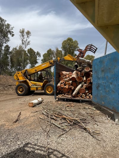 The image shows a yellow forklift loading a blue container with logs. The forklift is in the foreground, partially visible and has a "JCB" logo. The container is partially visible and filled with logs. The forklift is in the process of loading more logs into the container. The ground is covered in a thin layer of gravel. The background is filled with trees. The scene is located in Mazkeret Batya, Israel, at coordinates 31.819, 34.83.