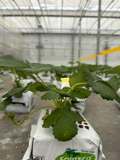 The image shows rows of young strawberry plants cultivated in a greenhouse at Forteco B.V. in Maasdijk, Netherlands. The plants are in white plastic bags, which appear to be a hydroponic growing medium. The greenhouse structure is visible with its transparent roof and metal framing. Yellow straps are suspended from the ceiling. The floor of the greenhouse is concrete and littered with small debris, possibly soil or plant matter. The focus is on the foreground strawberry plant, with its vibrant green leaves and delicate stems. The image conveys a sense of controlled agricultural production.
