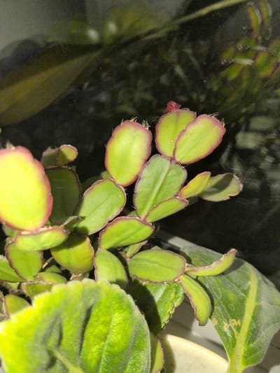 A close-up, dimly lit shot shows a collection of succulent plant segments, likely from a Christmas cactus. The segments are flattened, paddle-shaped, and a vibrant green with reddish-pink edges. Fine white hairs are visible along the edges of some segments, and a tiny red bud is present on one. In the foreground, the fuzzy, textured surface of a large, broad green leaf from another plant is visible, with a prominent vein. The background is dark and out of focus, with some faint reflections and hints of other foliage. The scene appears to be indoors, possibly on a windowsill or shelf, with artificial lighting creating a slightly hazy atmosphere. The overall impression is one of lush, indoor plant life captured in low light.